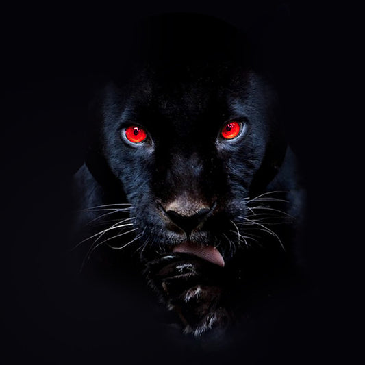Image of Front Cover of LP - VG+/VG+ - RJ PAYNE, He's A Fuckin Animal (Tuff Kong Records; TKR153, Italy 2020, Limited Edition, Numbered, Red / Black), No. 054 / 400,  - 0946144S
