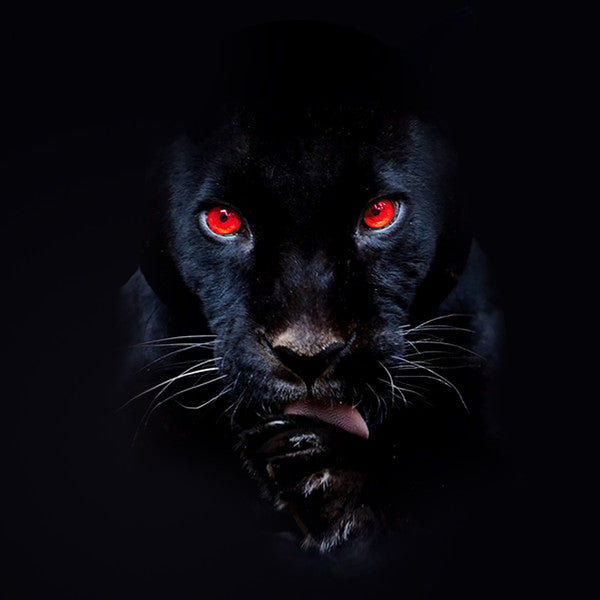 Image of Front Cover of LP - VG+/VG+ - RJ PAYNE, He's A Fuckin Animal (Tuff Kong Records; TKR153, Italy 2020, Limited Edition, Numbered, Red / Black), No. 054 / 400,  - 0946144S