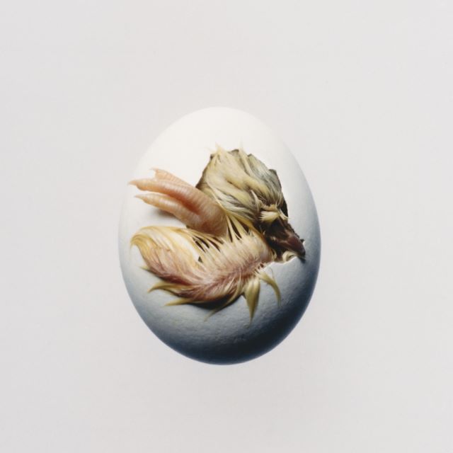 Image of Front Cover of LP - NEW - SHYGIRL, Swallow (Because; BEC5618295, UK 2026, Inner, Limited Edition Transparent Yellow), , Devotional and visceral, patient and euphoric, a poem, a hymnal. Shygirl calls Swallow! a reintroduction. Her 2022 debut Nymph announced an artist fluent in sonic languages: slippery club structures, toothy pop hooks, juicy production—music that invites you to come closer, pay attention, keep up. That magnetism took her from the electronic underground to the foreground of contempo